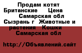 Продам котят. Британские.  › Цена ­ 2 500 - Самарская обл., Сызрань г. Животные и растения » Кошки   . Самарская обл.